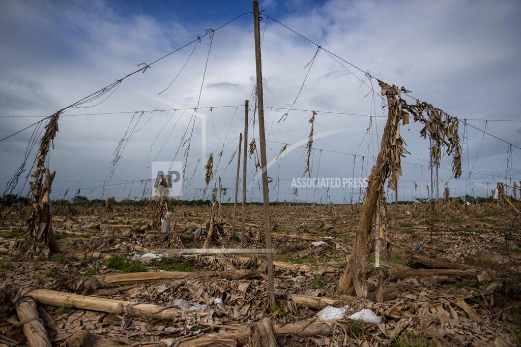 Moises Castillo A banana plantation lays in ruins after last year's hurricanes Eta and Iota in La Lima, on the outskirts of San Pedro Sula, Honduras, Wednesday, Jan. 13, 2021. The Sula Valley, Honduras’ most agriculturally productive, was so heavily damaged that international organizations have warned of a food crisis. (AP Photo/Moises Castillo)