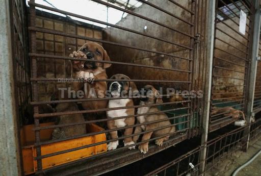 South Korean dog meat farmers push back against growing... - Vimarsana News