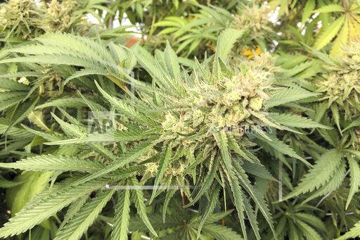 FILE - In this Sept. 30, 2016, file photo, a marijuana bud is seen before harvest at a rural area near Corvallis, Ore. On Wednesday, Oct. 13, 2021, the same day that Jackson County declared a state of emergency amid a sharp increase in illegal cannabis farms, police raided a site that had about two tons of processed marijuana and 17,500 pot plants. (AP Photo/Andrew Selsky, File)