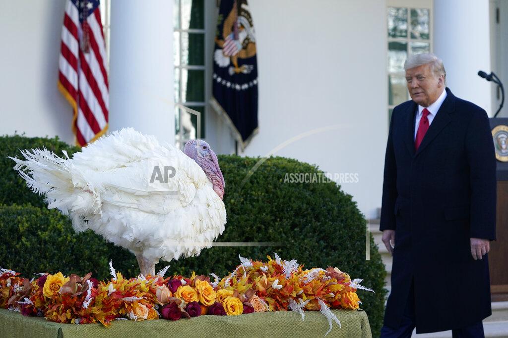 Susan Walsh President Donald Trump walks over to pardon Corn, the national Thanksgiving turkey, in the Rose Garden of the White House, Tuesday, Nov. 24, 2020, in Washington. (AP Photo/Susan Walsh)