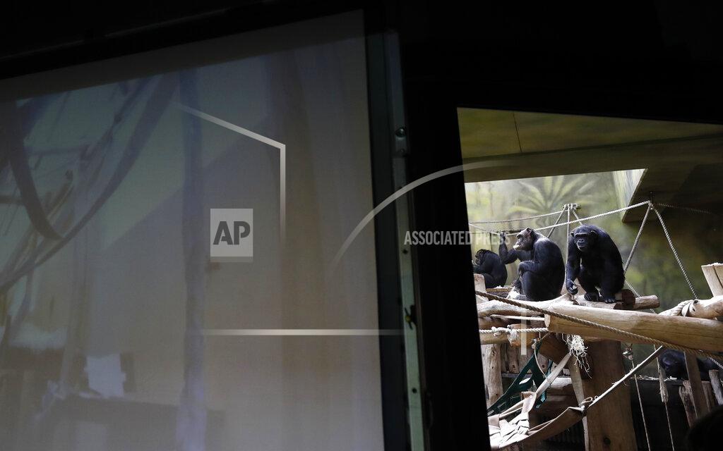 Petr David Josek Chimpanzees watch a screen set at the enclosure at the Safari Park in Dvur Kralove, Czech Republic, Monday, March 15, 2021. To enrich everyday life of their chimpanzees amid a strict lockdown, a zoo park in the Czech Republic has installed a big screen in their enclosure to broadcast for them what fellow chimpanzees are doing at a zoo in Brno. The Safari Park launched the experimental project to give the chimpanzees somebody to watch and give them some fun after crowds of visitors disappeared when the zoo was closed due to the coronavirus pandemic on Dec 18, 2020. (AP Photo/Petr David Josek)