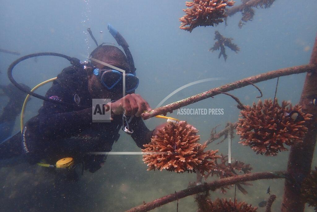 Brian Inganga A coral reef restoration ranger brushes an artificial reef structure in the Indian Ocean near Shimoni, Kenya on Monday, June 13, 2022. The marine area off the coast of Kenya at Wasini Island, jointly managed by a foundation and the island's community, has been planting over 8,000 corals a year since 2010 and placed about 800 artificial reef structures in the channel in a bid to restore Wasini's coral gardens. (AP Photo/Brian Inganga)