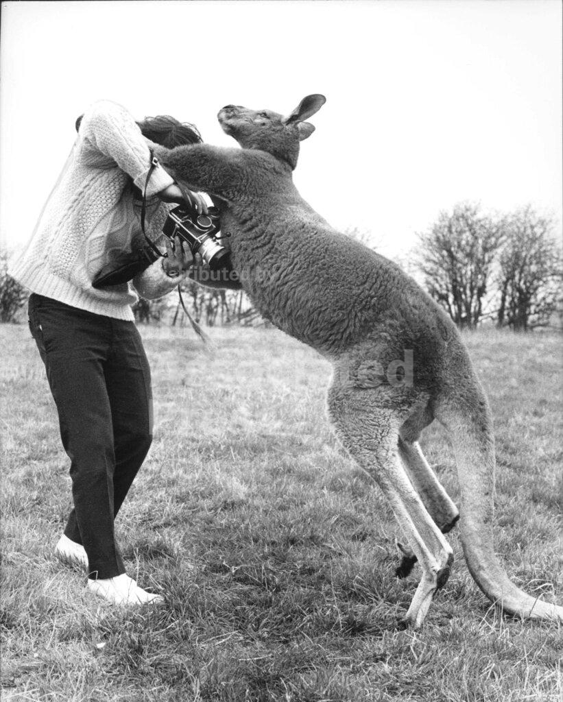 🔥 Kangaroo punches a photographer for trying to take its picture, 1967
