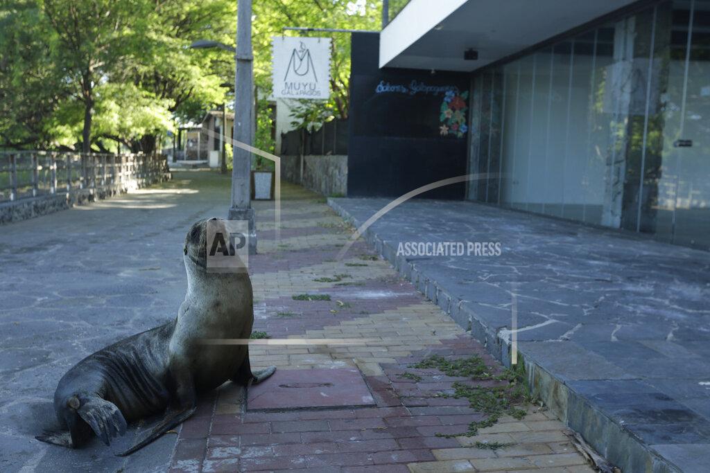Adrian Vasquez In this May 2, 2020 photo, a sea lion sits outside a hotel that is closed because of the new coronavirus pandemic, in San Cristobal, Galapagos Islands, Ecuador. The majority of the island hotels are usually occupied throughout the year, but all reservations have been canceled through July. (AP Photo/Adrian Vasquez)
