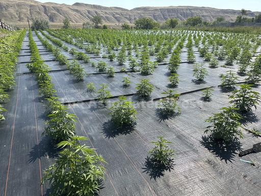 Washington legal pot farms get back to work after pesti... - Vimarsana News