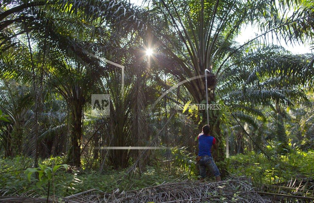 Gemunu Amarasinghe A Malaysian worker harvests palm fruits from a plantation in peninsular Malaysia, on Wednesday, March 6, 2019. Though labor issues have largely been ignored, the punishing effects of palm oil on the environment have been decried for years. (AP Photo/Gemunu Amarasinghe)