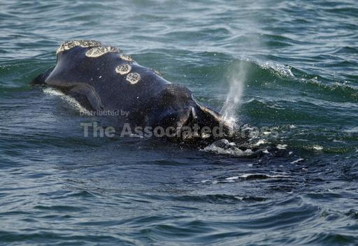 Vanishing whale's decline worse than previously thought... - Vimarsana News
