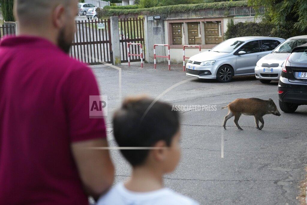 Gregorio Borgia A wild boar crosses a street in Rome, Friday, Sept. 24, 2021. They have become a daily sight in Rome, families of wild boars trotting down the city streets, sticking their snouts in the garbage looking for food. Rome's overflowing rubbish bins have been a magnet for the families of boars who emerge from the extensive parks surrounding the city to roam the streets scavenging for food. (AP Photo/Gregorio Borgia)