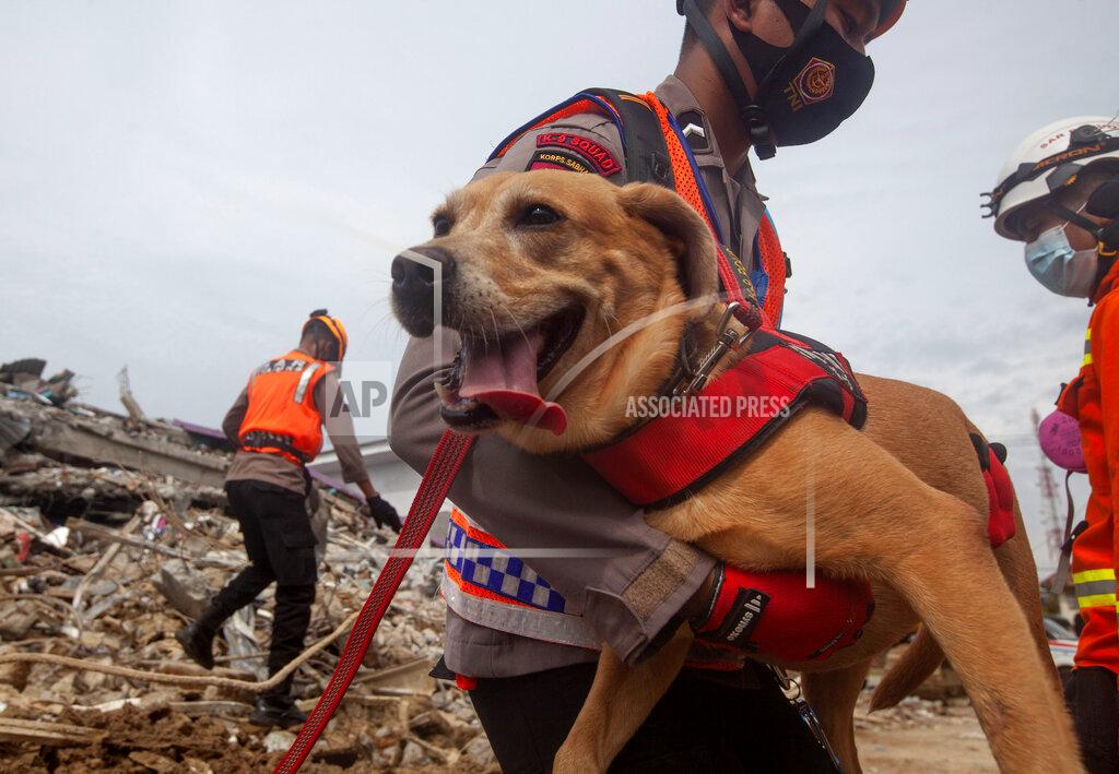 Yusuf Wahil A member of police K-9 squad carries a sniffer dog during a search for victims at a hospital building collapsed in Friday's earthquake in Mamuju, West Sulawesi, Indonesia, Sunday, Jan. 17, 2021. Rescuers retrieved more bodies from the rubble of homes and buildings toppled by the 6.2 magnitude earthquake while military engineers managed to reopen ruptured roads to clear access for relief goods. (AP Photo/Yusuf Wahil)