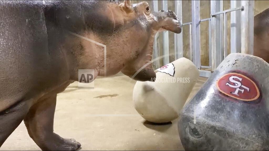 This still image taken from video provided by WLWT News 5 Cincinnati shows Fiona the hippopotamus at the Cincinnati Zoo on Thursday, Jan. 30, 2020 in Cincinnati. Zoo keepers on Thursday placed two “enrichment” toys in front of her, marked with the logos of the Kansas City Chiefs and the San Francisco 49ers. While the plan called for Fiona to nudge one of the items with her snout to indicate her pick, she instead thew up her choice for Sunday's Super Bowl on the Chiefs' item, WLWT-TV reports. (WLWT News 5 Cincinnati via AP)