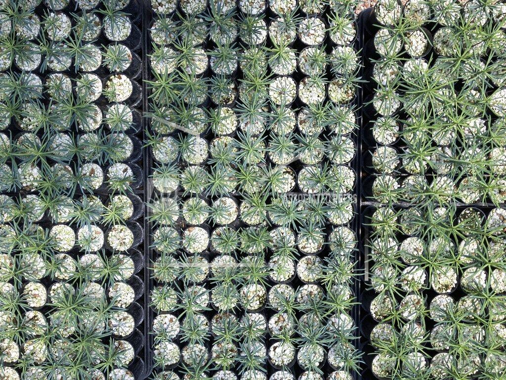 Susan Montoya Bryan This May 18, 2022 image shows tiny ponderosa pine seedlings at a greenhouse in Santa Fe, N.M. Tens of thousands of the seedlings and an invaluable seed bank recently were evacuated from New Mexico State University's Forestry Research Center in the mountain community of Mora as the largest wildfire burning in the U.S. approached the facility. (AP Photo/Susan Montoya Bryan)