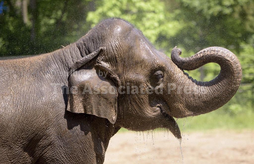 Zoo Elephant Death Dog