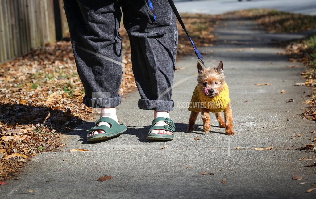 Ron Harris Kursten Hedgis walks her dog Bitsy in front of her home Dec. 9, 2020, in Decatur, Ga. Hedgis says Bisty's behavior changed when Hedgis began working from home early in 2020 because of the new coronavirus pandemic. (AP Photo/Ron Harris)