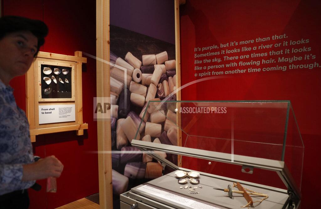 Alastair Grant Co-curator Jo Loosemore looks at a display of the white and purple shells of whelks and quahog, the type of shells that went into the making of a wampum belt made by members of the Wampanoag native American people, at the SeaCity museum in Southampton, England, Thursday, Aug. 13, 2020. On the 400th anniversary of the Mayflower voyage, commemorations are focusing on both the Pilgrim settlers and the Native people whose lives were transformed by their arrival. An exhibition in England focuses on one casualty of colonization: a wampum belt taken from the Wampanoag people to England in the 17th century, and then lost. (AP Photo/Alastair Grant)