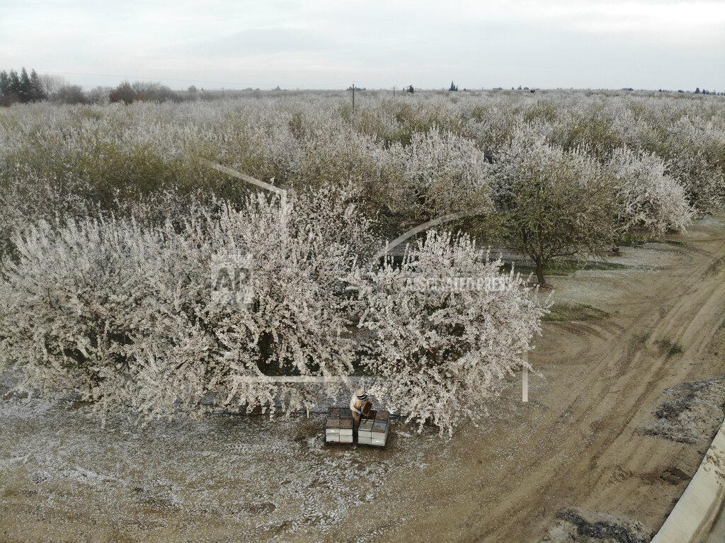 Beekeeper James Cook works on his hives in an almond orchard in San Joaquin County, Calif., on Friday, Feb. 28, 2020. Cook and wife Samantha Jones, who are based in Wisconsin, are among the many commercial beekeepers who travel extensively with their hives to pollinate many of the nation's crops. In the days and weeks after this photo was taken, the coronavirus hit the United States and caused a shutdown in California and other states, just as Cook and Jones, ages 35 and 38, were launching their business after working for several years for another beekeeper. (AP Photo/Terry Chea)