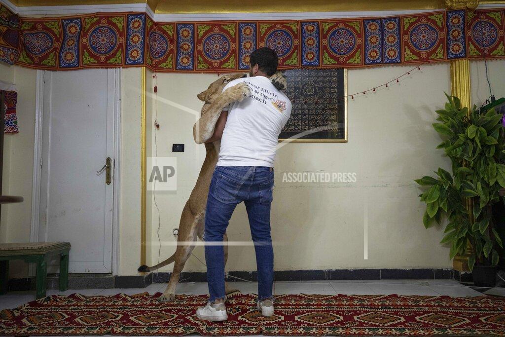 Nariman El-Mofty In this April 28, 2020 photo, 26-year-old lion tamer Ashraf el-Helw hugs his 5-year-old female African lion 'Joumana,' after performing a show, part of a coronavirus stay home and stay safe call to encourage people to stay home, inside his family apartment, in Cairo, Egypt. With the national circus closed due to the pandemic, el-Helw has his big cats performing tricks at his Cairo apartment and posts performance videos on social media. (AP Photo/Nariman El-Mofty)