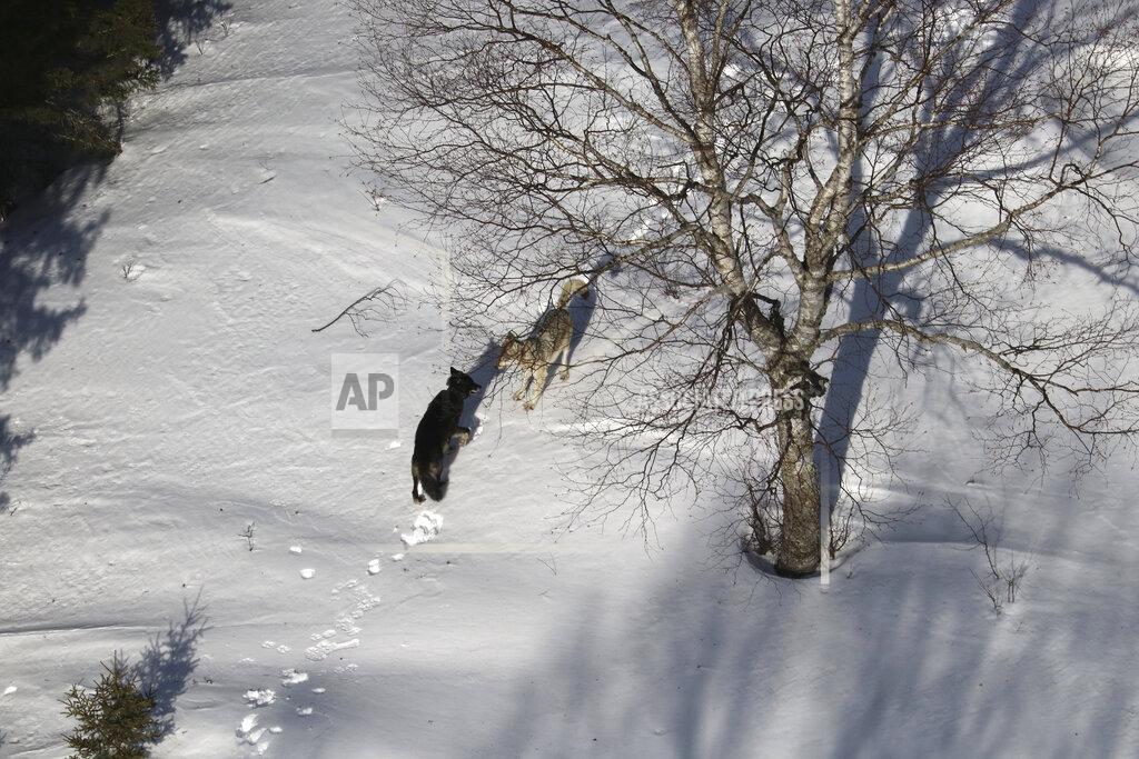 Rolf Peterson In this 2020 photo provided by Michigan Technological University, a gray female wolf, right, courts a black male wolf, left, with a "play bow" invitation to engage during the 62nd year of the Michigan Technological University Winter Study on Isle Royale National Park in Mich. Gray wolves that were taken to Michigan's Isle Royale National Park to rebuild its nearly extinct population are forming social groups and staking out territory — promising signs despite heavy losses from natural causes and deadly fights, scientists said Monday, Sept. 14. (Rolf Peterson/Michigan Technological University via AP)