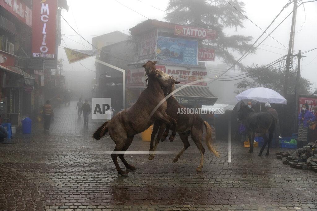 Ashwini Bhatia Two packhorses playfully jostel each other in the rain-soaked main town square of Dharmsala, India, Friday, Sept. 17, 2021. (AP Photo/Ashwini Bhatia)