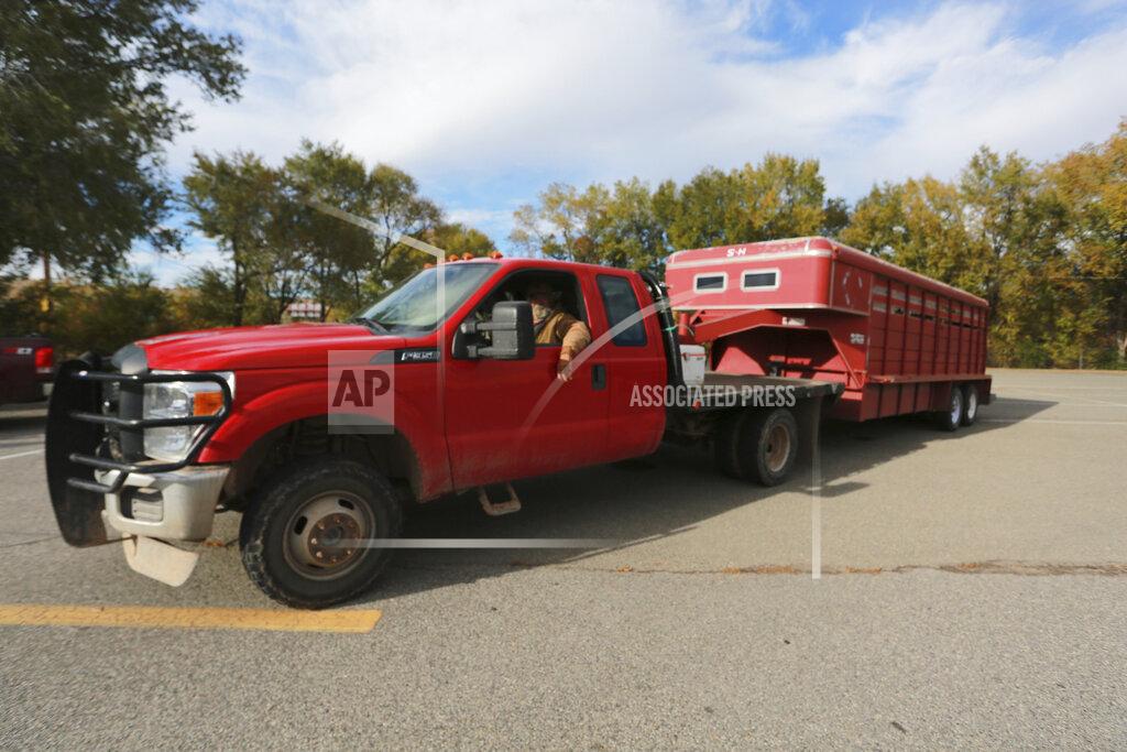Cedar Attanasio Cattle rancher Ray Roybal poses in his truck after casting his vote on Election Day on Tuesday, Nov. 3, 2020, at a middle school in Pojoaque, N.M.. (AP Photo/Cedar Attanasio)