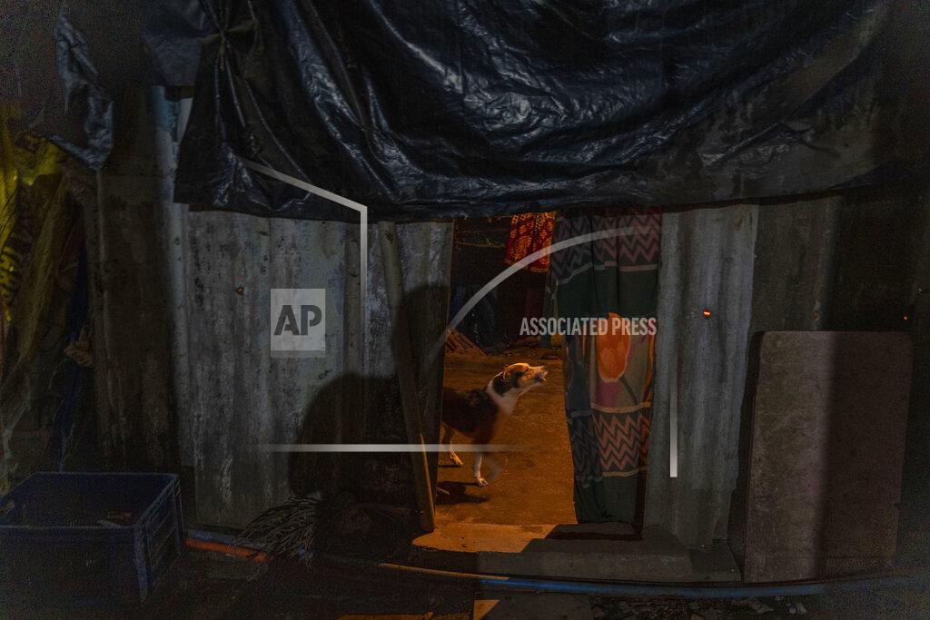 Rafiq Maqbool A dog barks outside a house in Aarey Colony, which borders the south end of Sanjay Gandhi National Park, in Mumbai, India, Tuesday, April 5, 2022. Los Angeles and Mumbai, India are the world’s only megacities of 10 million-plus where large felines breed, hunt and maintain territory within urban boundaries. Long-term studies in both cities have examined how the big cats prowl through their urban jungles, and how people can best live alongside them. (AP Photo/Rafiq Maqbool)