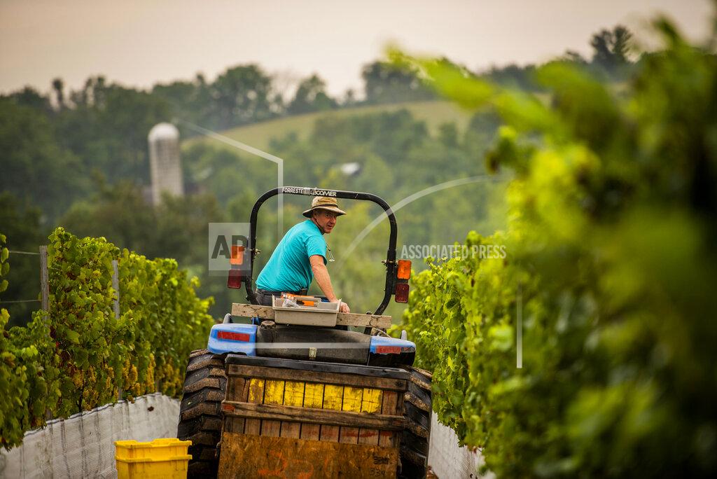 Katina Zentz Vineyard Manager Eric Aellen harvests Chardonnay grapes in the vineyards of Linganore Winecellars in the early Tuesday, Aug. 31, 2021, in Fredeick, Md. Planted three years ago, these vines are located at the new block of Chardonnay plants and will allow for the winery to make a different style of Chardonnay wine that is fermented in stainless steel. (Katina Zentz/The Frederick News-Post via AP)