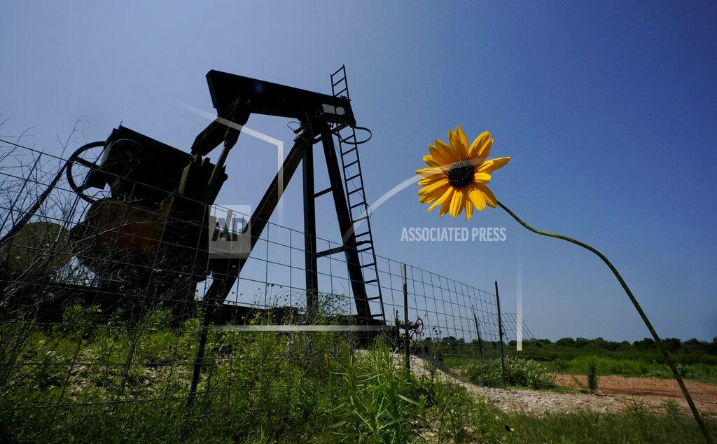 Eric Gay A wildflower blows in the wind near an old pump jack on Molly Rooke's ranch, Tuesday, May 18, 2021, near Refugio, Texas. Oil and gas drilling began on the ranch in the 1920s and there were dozens of orphaned wells that needed to be plugged for safety and environmental protection. (AP Photo/Eric Gay)