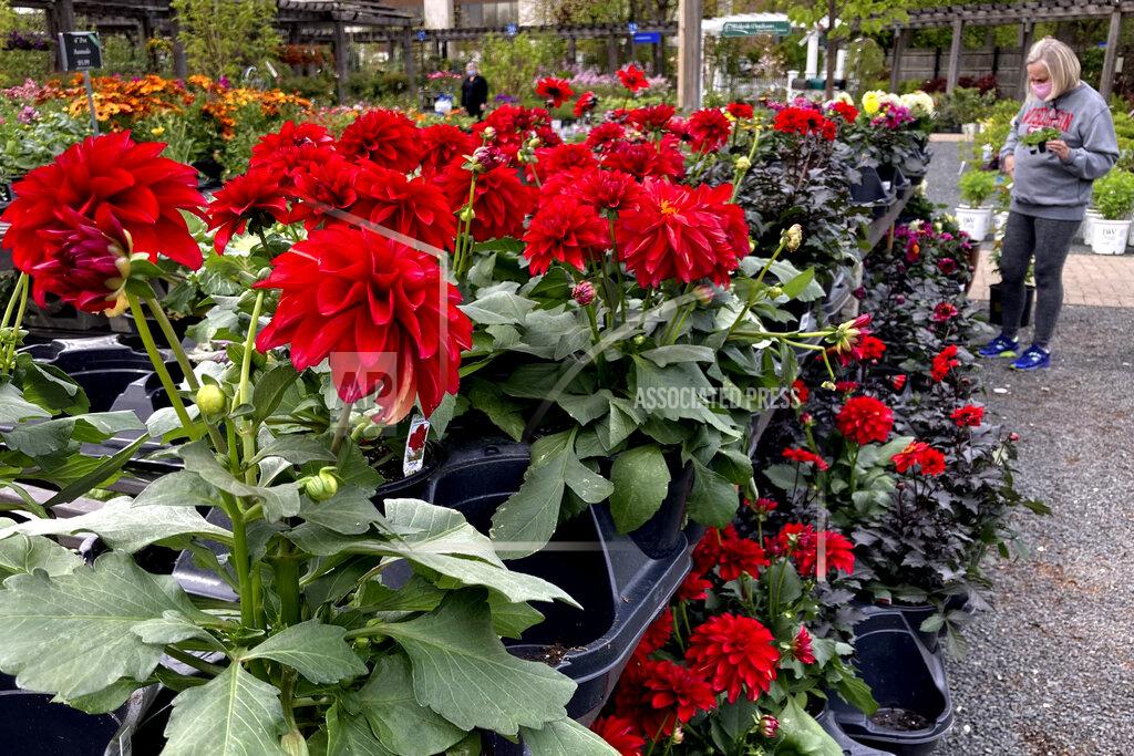 Nam Y. Huh A shopper wears a mask as she shops at a nursery & garden shop on Mother's Day weekend during COVID-19 pandemic in Wilmette, Ill., Saturday, May 8, 2021. (AP Photo/Nam Y. Huh)