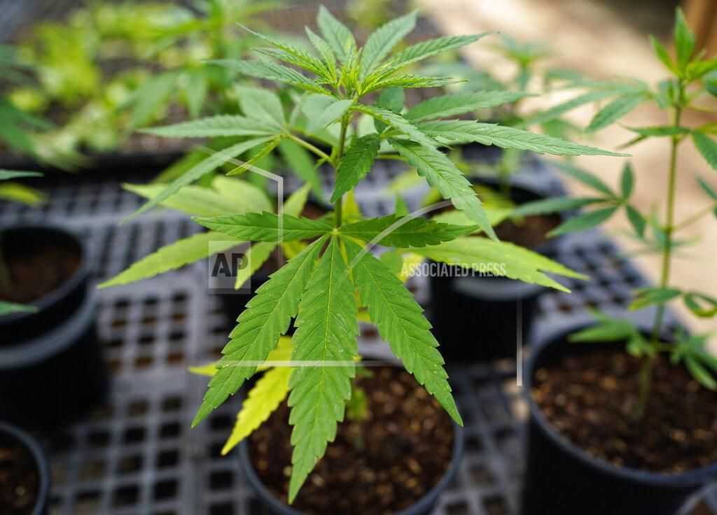 Matt Slocum Hemp plants being used for research are seen at Pocono Organics farm adjacent to Pocono Raceway, Friday, June 25, 2021, in Long Pond, Pa. The 380 acre farm is the title sponsor for Saturday's NASCAR auto race, The Pocono Organics CBD 325, the first Cup race with a CBD sponsorship. (AP Photo/Matt Slocum)