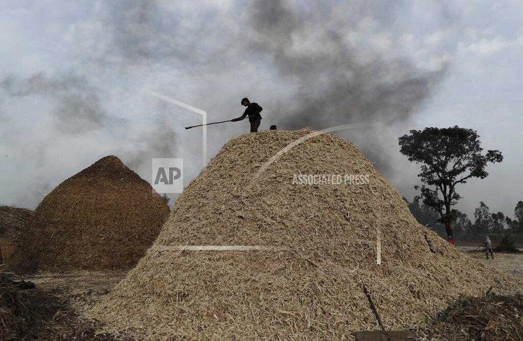 Rajesh Kumar Singh FILE- A worker stands on a mound of sugarcane fibre on the outskirts of Bareilly, India, Tuesday, March 23, 2021. India is restricting sugar exports to 10 million tons in the current season in 2022 to help maintain domestic availability and keep prices stable. India is the second-largest producer, after Brazil, and biggest consumer of sugar in the world, according to the All India Sugar Trade Association. It's the second-largest exporter of sugar.(AP Photo/Rajesh Kumar Singh, File)
