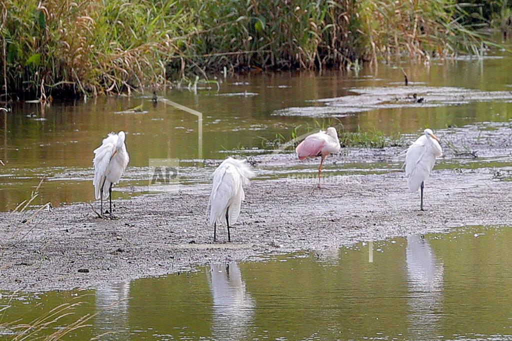 Eric Seals A roseate spoonbill, second from right, rests on a sandbar in a marshy area of Wilderness Park off Saline-Milan Road in Saline, Mich., on Tuesday, July 20, 2021. The bird typically lives in the Gulf Coast region.(Eric Seals/Detroit Free Press via AP)