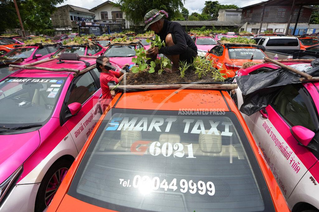 Sakchai Lalit Workers from two taxi cooperatives assemble miniature gardens on the rooftops of unused taxis parked in Bangkok, Thailand, Thursday, Sept. 16, 2021. Taxi fleets in Thailand are giving new meaning to the term “rooftop garden,” as they utilize the roofs of cabs idled by the coronavirus crisis to serve as small vegetable plots and raise awareness about the plight of out of work drivers. (AP Photo/Sakchai Lalit)
