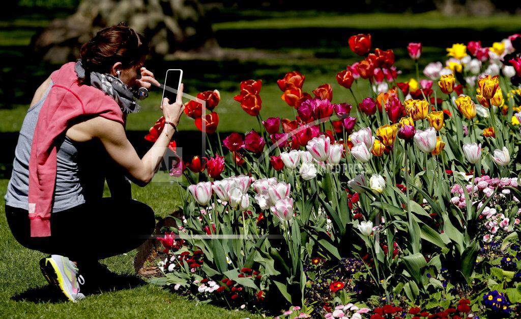 Frank Augstein A woman takes photos of flowers in a park in London, Wednesday April 22, 2020, as the lockdown in Britain continues due to the coronvirus pandemic. (AP Photo/Frank Augstein)