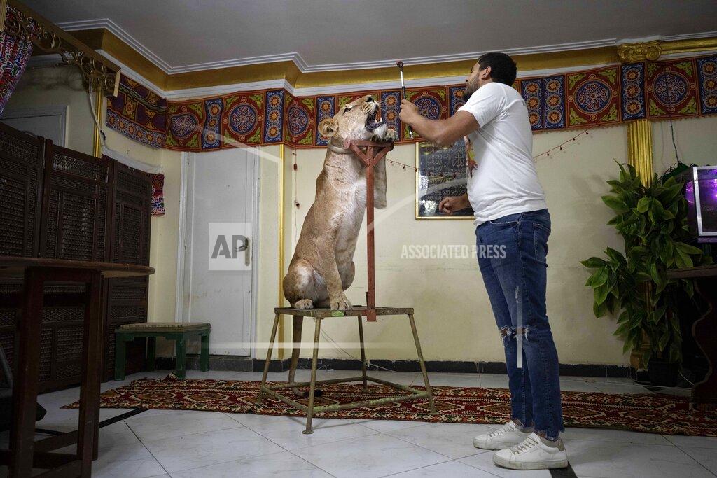 Nariman El-Mofty In this April 28, 2020 photo, 26-year-old lion tamer Ashraf el-Helw leads a partial show, part of a coronavirus stay home and stay safe campaign to encourage people to stay home, with his 5-year-old female African lion 'Joumana,' inside his family apartment, in Cairo, Egypt. With Egypt's national circus closed due to the pandemic, lion trainer Ashraf el-Helw has his big cats performing tricks at his Cairo apartment and posts performance videos on social media. (AP Photo/Nariman El-Mofty)