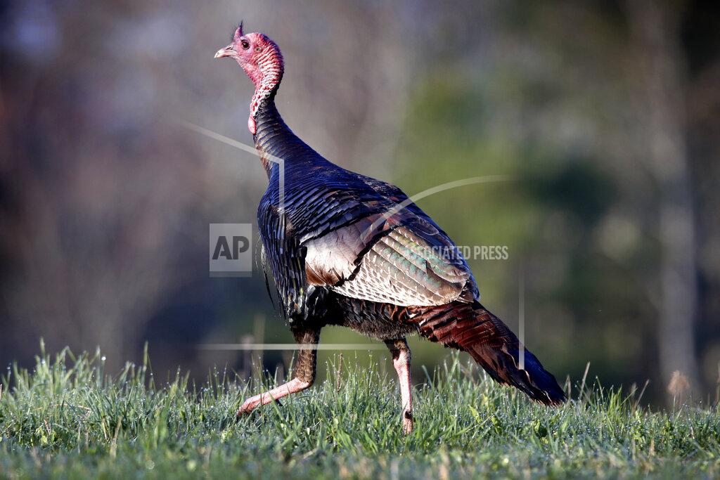In this Monday, May 4, 2020 photo, a wild turkey crosses a field in Freeport, Maine. States around the country are encouraging hunters to hunt turkeys this spring despite social distancing rules. The hunt will look different than usual because of concerns about the virus. (AP Photo/Robert F. Bukaty)