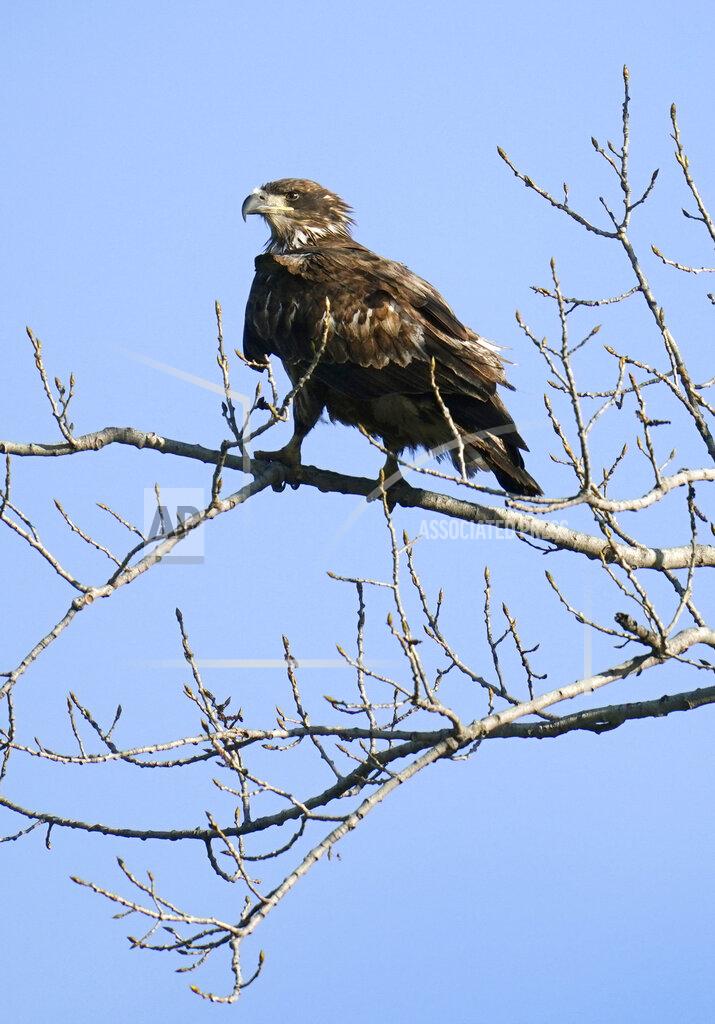 Charlie Neibergall FILE - A juvenile bald eagle sits in a tree overlooking a pond at Water Works Park in Des Moines, Iowa on April 12, 2021. The National Audubon Society has updated its million-selling field guides on birds and trees of North America for the first time in decades. The guides now include the conservation status of nearly every species of bird and tree. Maps show how climate change has affected their ranges. (AP Photo/Charlie Neibergall, File)