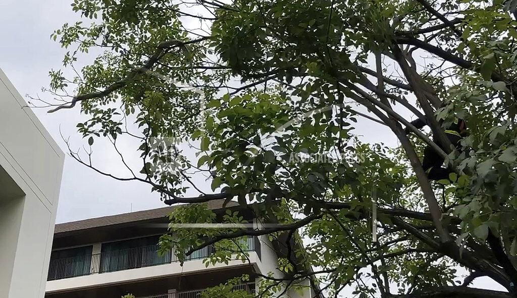 Adam Schreck A python slithers along a tree branch, upper left, as a firefighter tries to capture it in Benjasiri Park in Bangkok, Thailand on Thursday, July 15, 2021. Bangkok parkgoers looking for relief from renewed coronavirus restrictions got a slithering surprise Thursday when a python as long as two of the Thai capital's ubiquitous motorbikes was spotted in one of the popular green space. (AP Photo/Adam Schreck)