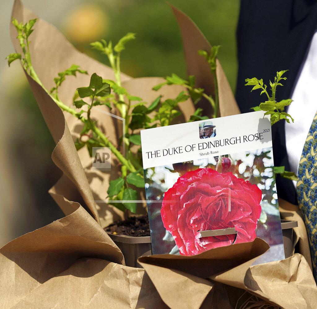 Steve Parsons Britain's Queen Elizabeth II receives a Duke of Edinburgh rose, given to her by Keith Weed, President of the Royal Horticultural Society, at Windsor Castle, England, Wednesday, June 9, 2021. The newly bred deep pink commemorative rose has officially been named in memory of the late Prince Philip Duke of Edinburgh. A royalty from the sale of each rose will go to The Duke of Edinburgh's Award Living Legacy Fund to support young people taking part in the Duke of Edinburgh Award scheme. (Steve Parsons/Pool via AP)
