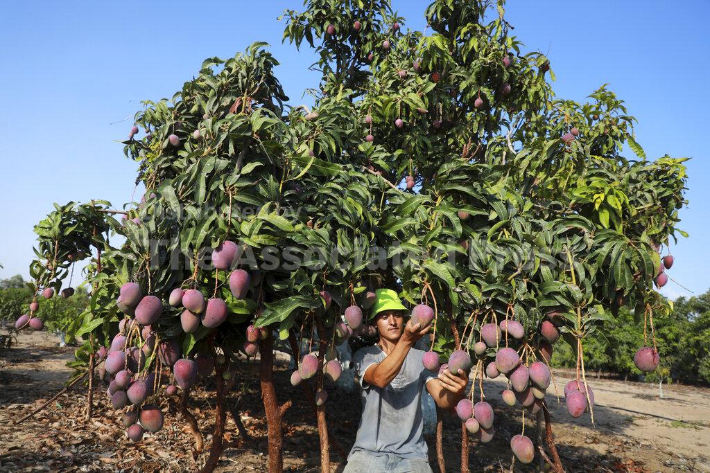 Agriculture In Palestine | Buy Photos | AP Images | DetailView Agriculture In Palestine | Buy Photos | AP Images | DetailView