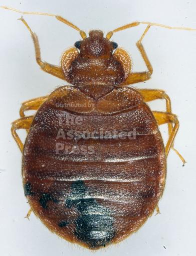 Bedbugs are making France anxious ahead of the 2024 Sum... - Vimarsana News