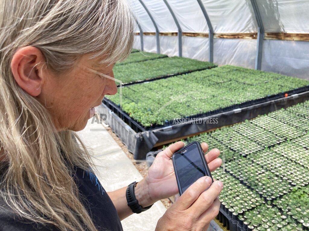 Susan Montoya Bryan This May 18, 2022 image shows nursery manager Tammy Parsons looking through photos on her phone of the largest wildfire burning in the U.S. after she and others relocated tens of thousands of seedlings to a greenhouse in Santa Fe, N.M. The evacuation of the baby trees from New Mexico State University's Forestry Research Center in Mora, New Mexico, came as the fire approached the facility. (AP Photo/Susan Montoya Bryan)