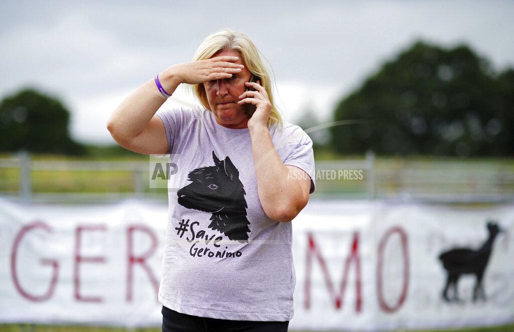 Ben Birchall Helen Macdonald, the owner of Geronimo the alpaca speaks on the phone, after the animal was taken away on a trailer to an undisclosed location, at Shepherds Close Farm in Wooton Under Edge, Gloucester, England, Tuesday, Aug. 31, 2021. Veterinary staff in blue overalls, masks and goggles, backed by a group of police officers, arrived at the western England farm where the animal lives on Tuesday, and took Geronimo from his pen. The controversial camelid was sentenced to death after twice testing positive for bovine tuberculosis. His owner, Helen Macdonald, argued the tests had produced false positives and battled for a third test. (Ben Birchall/PA via AP)