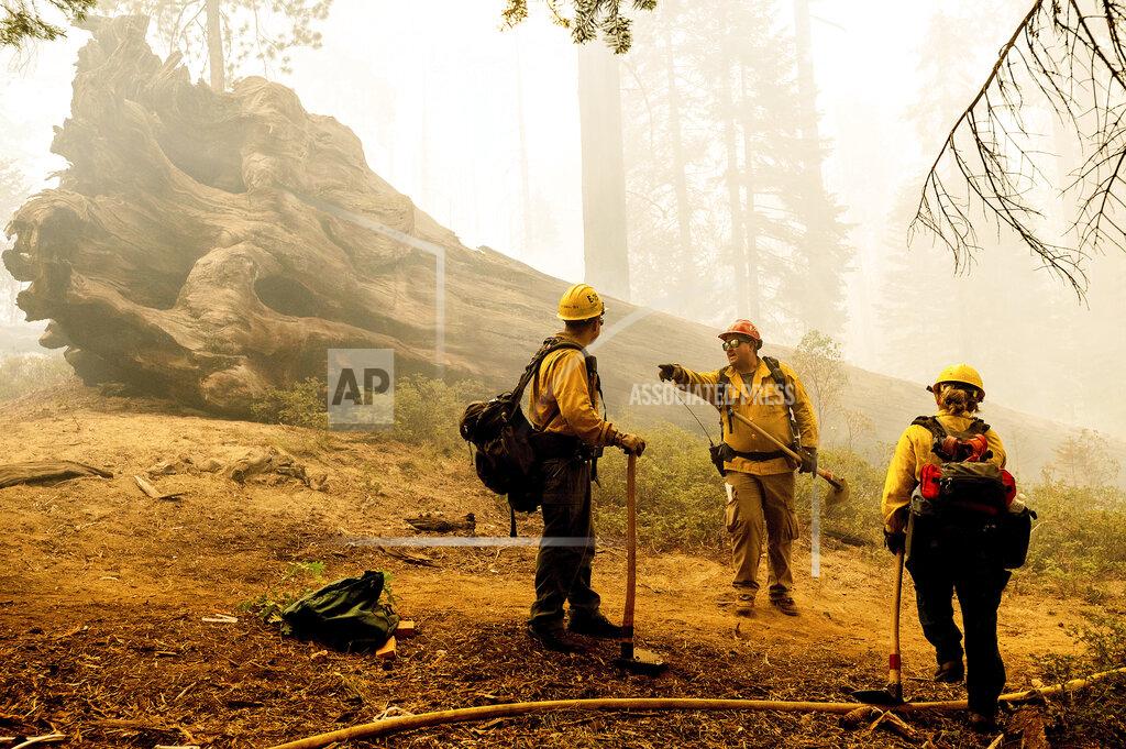 Noah Berger Firefighters battle the Windy Fire as it burns in the Trail of 100 Giants grove of Sequoia National Forest, Calif., on Sunday, Sept. 19, 2021. Flames scorched at least two sequoia trees as firefighters worked to defend the grove. (AP Photo/Noah Berger)