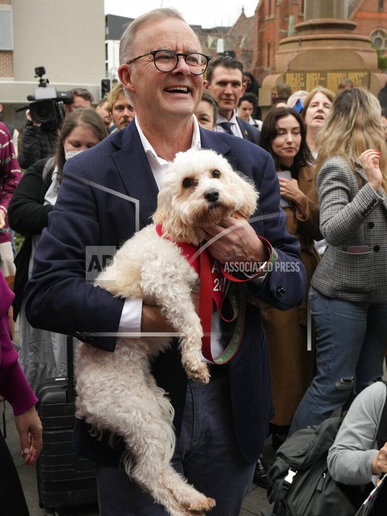 Rick Rycroft Labor Party leader Anthony Albanese holds his dog, Toto, after voting in Sydney, Australia, Saturday, May 21, 2022. Australians go to the polls following a six-week election campaign that has focused on pandemic-fueled inflation, climate change and fears of a Chinese military outpost being established less than 1,200 miles off Australia's shore. (AP Photo/Rick Rycroft)