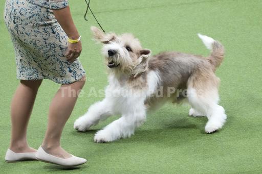 Peke, Frenchie, Aussie and, yes, PBGV make dog show fin... - Vimarsana News