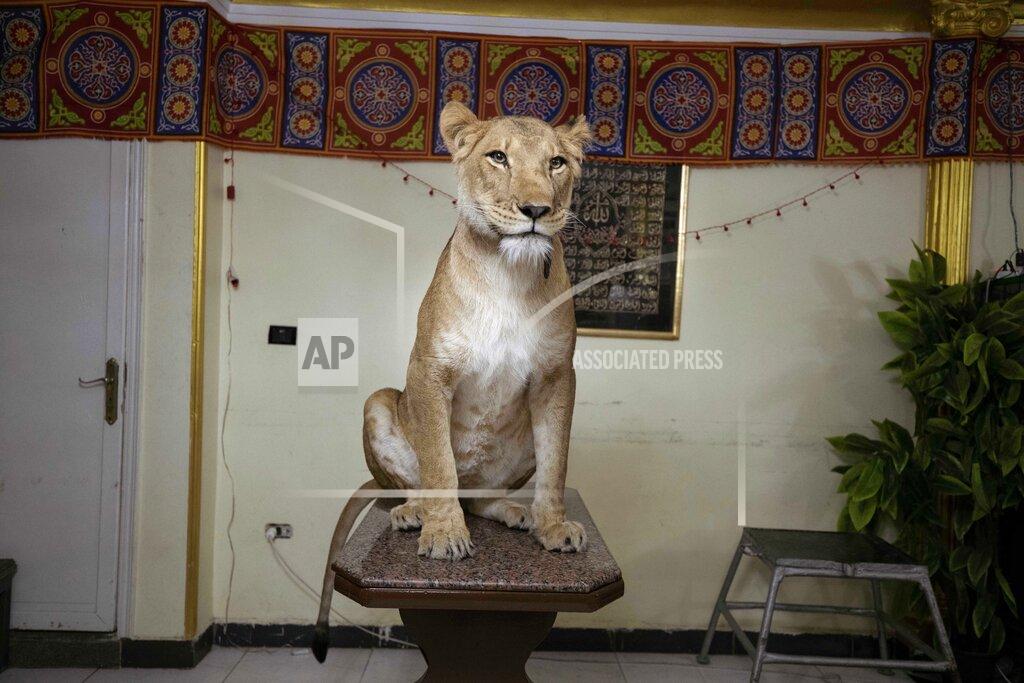Nariman El-Mofty In this April 28, 2020 photo, 5-year-old female African lion 'Joumana' sits on a table after 26-year-old lion tamer Ashraf el-Helw led a partial show, part of a coronavirus stay home and stay safe call to encourage people to stay home, inside his family apartment, in Cairo, Egypt. With Egypt's national circus closed due to the pandemic el-Helw has his big cats performing tricks at his Cairo apartment and posts performance videos on social media. (AP Photo/Nariman El-Mofty)