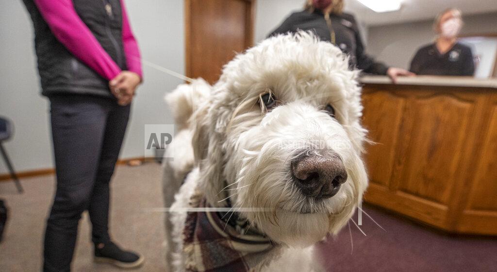 Bob walks around Central Illinois Smiles bringing cheer to those waiting to get dental work. "He greets everyone at the door," said his owner Dr. Katie Buskirk. "He likes to walk around and say Hi to everybody that's waiting in the chair. But mostly he just brings smiles to people's faces." (Clay Jackson/Herald & Review via AP)