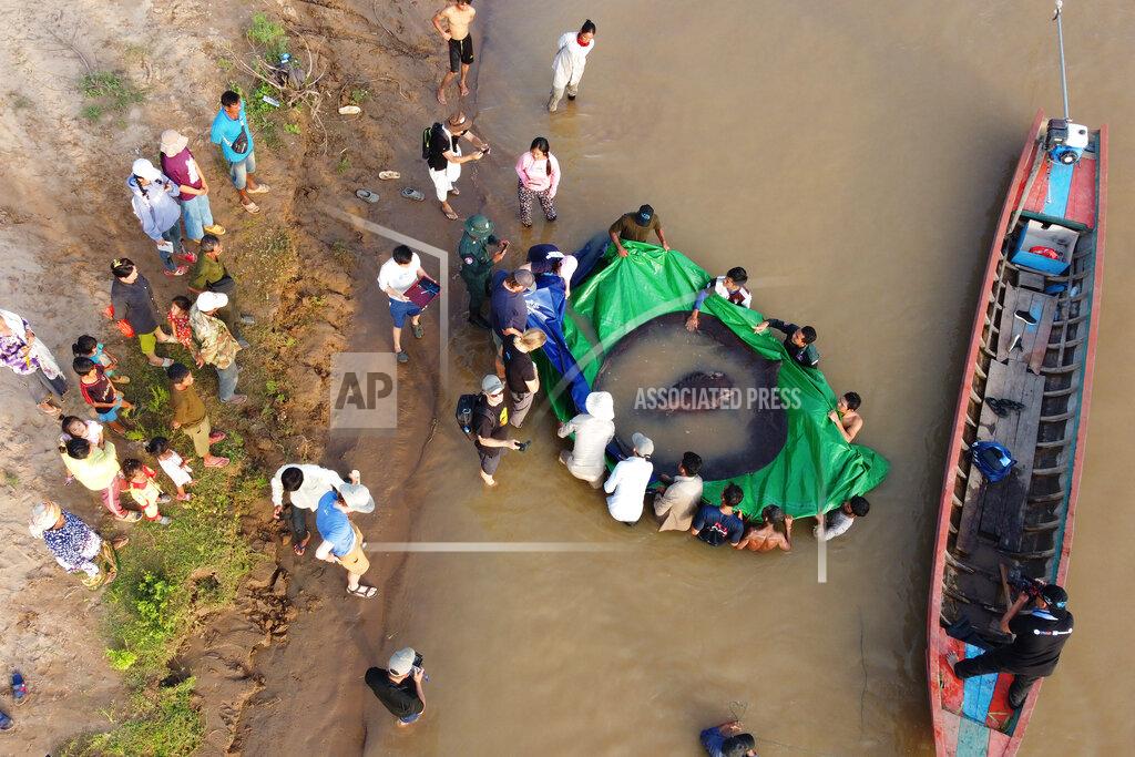 Sinsamout Ounboundisane In this photo provided by FISHBIO taken on June 14, 2022, village residents watch as a team of Cambodian and American scientists and researchers, along with Fisheries Administration officials prepare to release a giant freshwater stingray back into the Mekong River in the northeastern province of Stung Treng, Cambodia. A local fisherman caught the 661-pound (300-kilogram) stingray, which set the record for the world's largest known freshwater fish and earned him a $600 reward. (Sinsamout Ounboundisane/FISHBIO via AP)