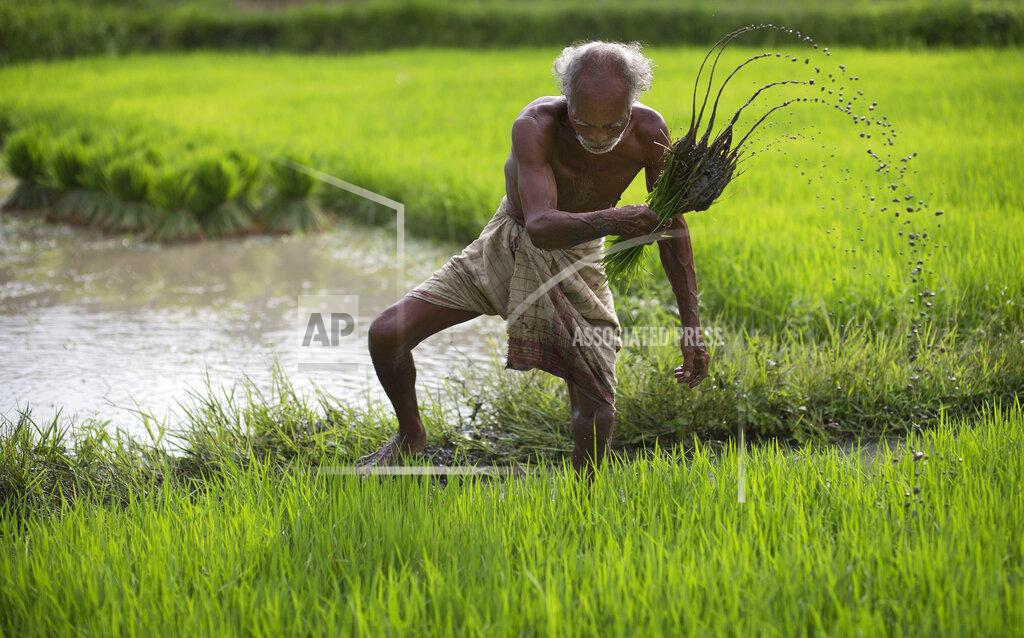 Anupam Nath FILE - In this July 3, 2015 file photo, a farmer works in a rice paddy field at Reba Maheswar village, 56 kilometers (35 miles) east of Gauhati, India. Climate change could push more than 200 million people to move within their own countries in the next three decades and create migration hotspots unless urgent action is taken in the coming years to reduce global emissions and bridge the development gap, a World Bank report has found. The report published on Monday, Sept. 13, 2021 examines how long-term impacts of climate change such as water scarcity, decreasing crop productivity and rising sea levels could lead to millions of what the report describes as “climate migrants” by 2050. (AP Photo/Anupam Nath, File)