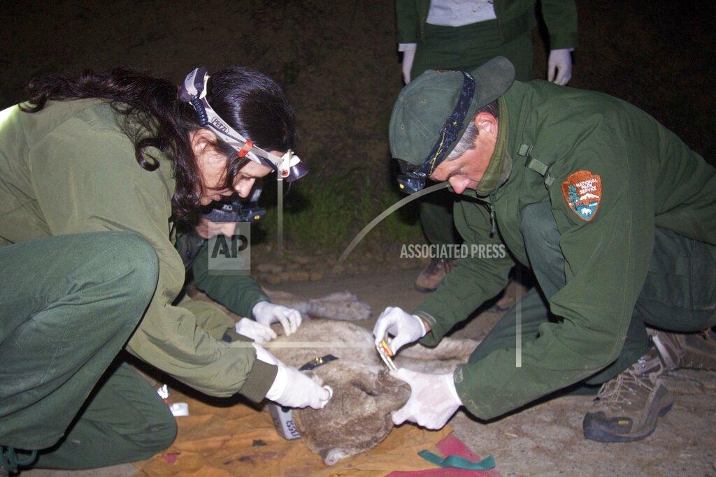 Uncredited Santa Monica Mountains National Recreation Area National Park Service biologists Joanne Moriarty and Jeff Sikich measure P-22's incisors during his capture on March 27, 2014. He was treated for mange, a parasitic disease of the hair and skin. Blood tests later showed exposure to anti-coagulant rodenticides, commonly known as rat poison. Los Angeles and Mumbai, India are the world’s only megacities of 10 million-plus where large felines breed, hunt and maintain territory within urban boundaries. Long-term studies in both cities have examined how the big cats prowl through their urban jungles, and how people can best live alongside them. (National Park Service via AP)