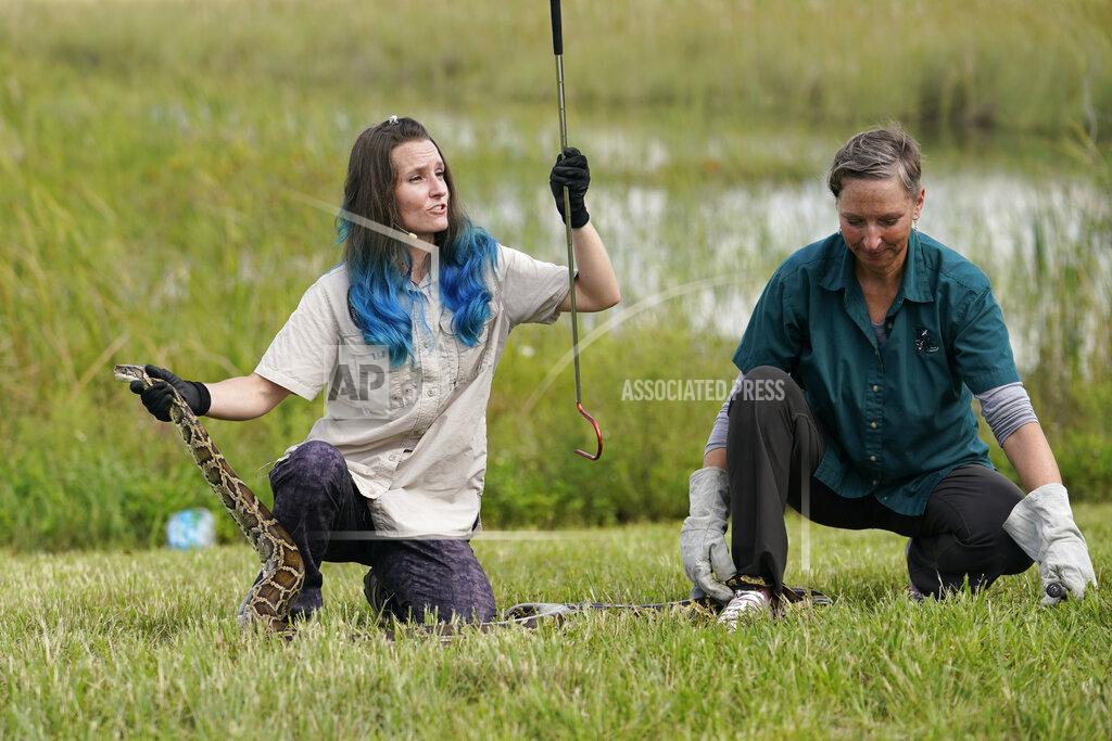 Lynne Sladky McKayla Spencer, left, and Jan Fore, right, of the Florida Fish and Wildlife Conservation Commission (FWC), demonstrate a safe capture of a Burmese python at a media event where Florida Gov. Ron DeSantis announced that registration for the 2022 Florida Python Challenge has opened for the annual 10-day event to be held Aug 5-14, Thursday, June 16, 2022, in Miami. The Python Challenge is intended to engage the public in participating in Everglades conservation through invasive species removal of the Burmese python. (AP Photo/Lynne Sladky)